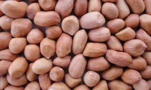 Hps Groundnut Kernels (Peanuts)