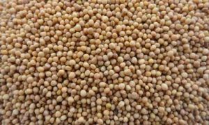 Mustard Seeds