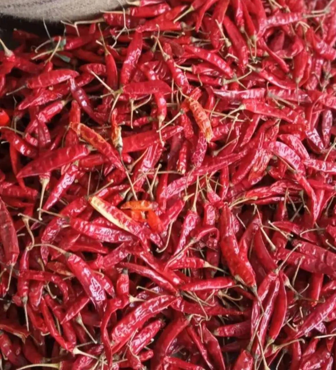 Dried Red Chili