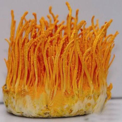 Cordyceps Militaris, Color : Brown, White
