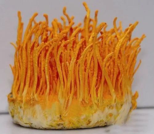 A1 Quality Cordyceps Militaris, Brand Name : Sam Mushrooms
