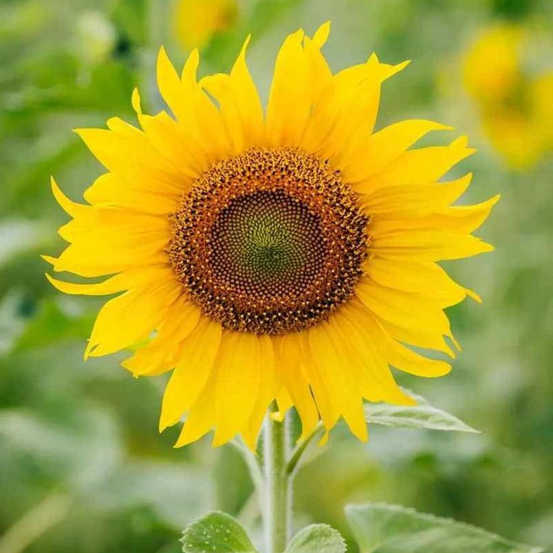 Shree Swami Samarth Satara Fresh Sunflower Manufacturer Supplier