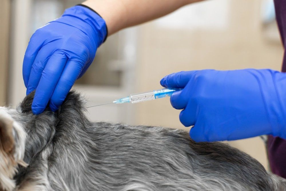 Veterinary Injections