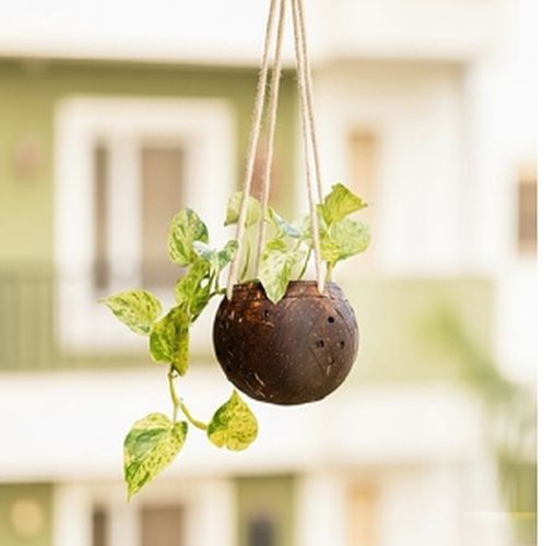 Cococraze Polished Coconut Shell Hanging Flower Pots Modern