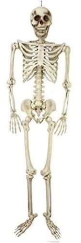 Human Skeleton Model