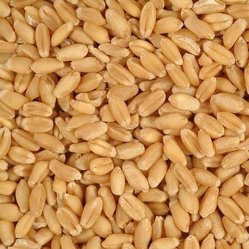 Wheat Grains