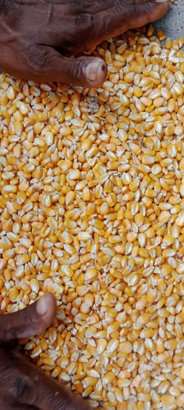 Maize