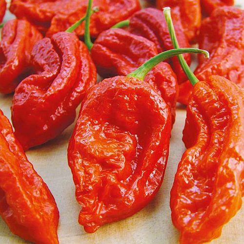 Dried Bhut Jolokia Ghost Pepper