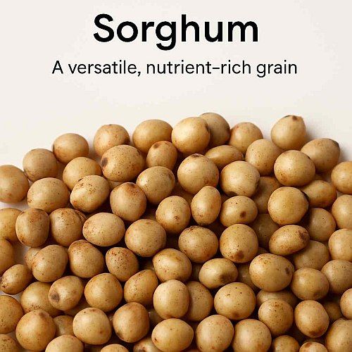 Sorghum Millet Seeds