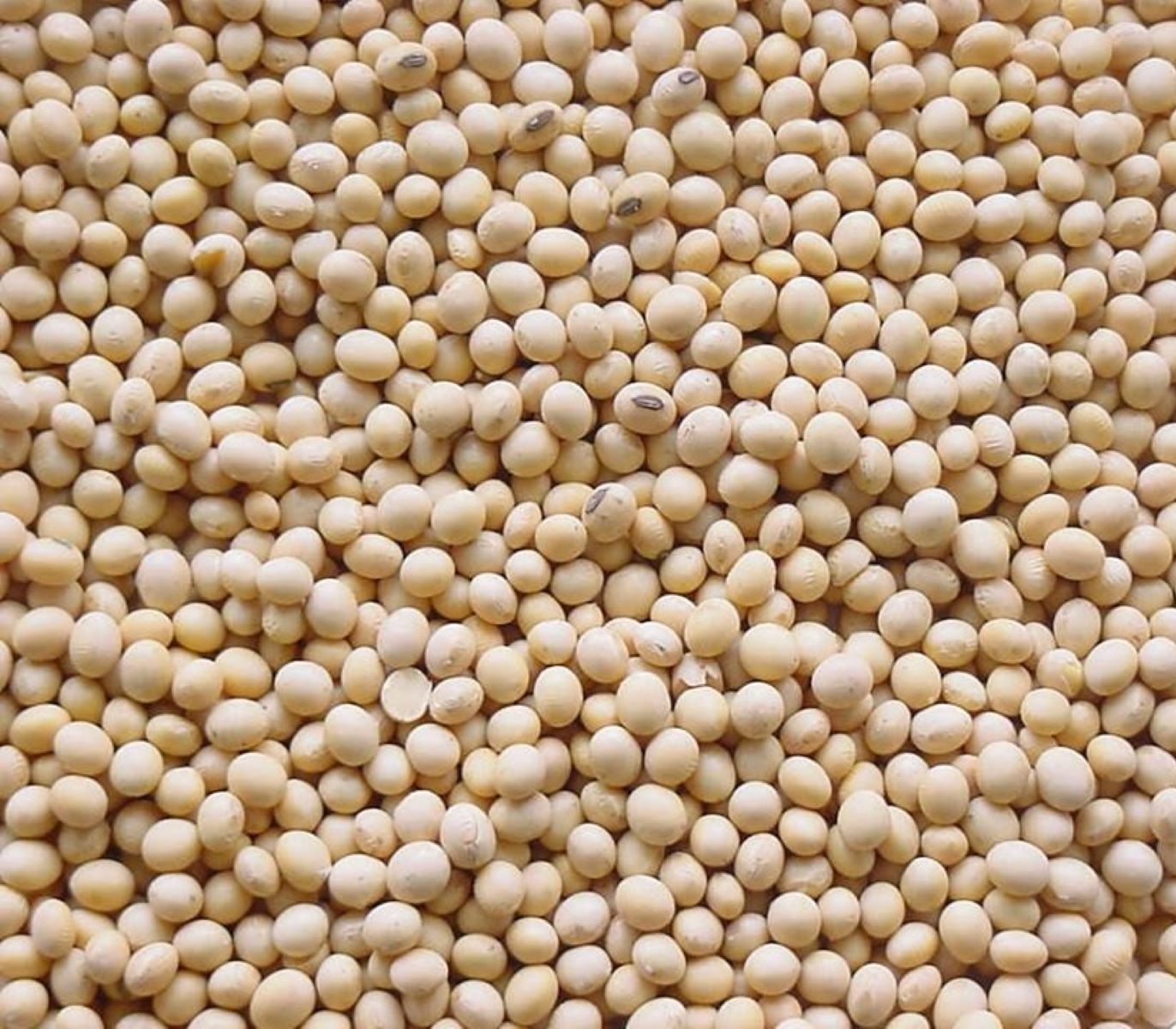 Dry Soybean Seeds