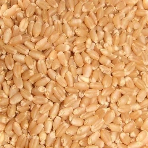 Fresh Organic Wheat