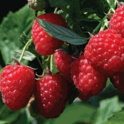 High Yield Healthy Raspberry Tissue Culture Plants