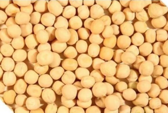 Sortex Quality Yellow Matar