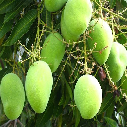 Fresh Kesar Mango