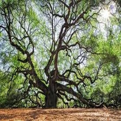 Ancient Spreading Branch Forest Oak Tree