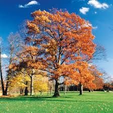 Autumn Foliage Parkland Oak Tree