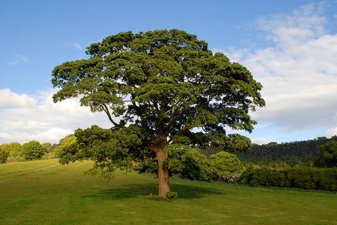 Balanced Canopy Landscape Oak Tree