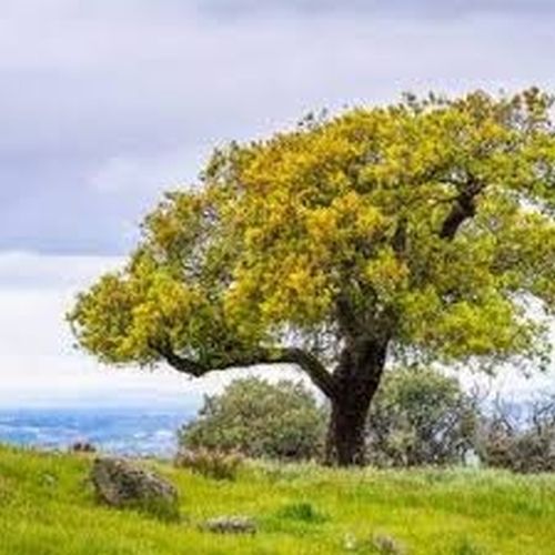 Golden Crown Lean Trunk Oak Tree