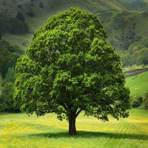 Green Dome Valley Oak Tree