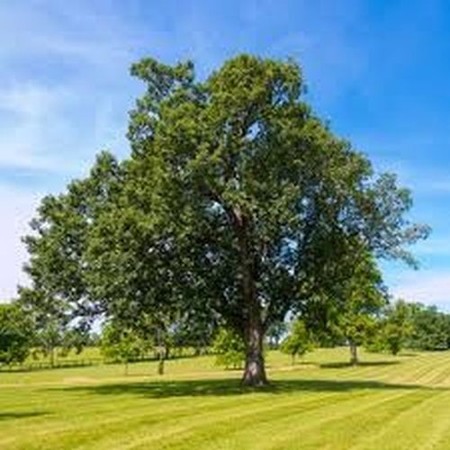 Majestic Broad Crown Mature Oak Tree
