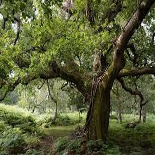 Mossy Trunk Forest Oak Tree