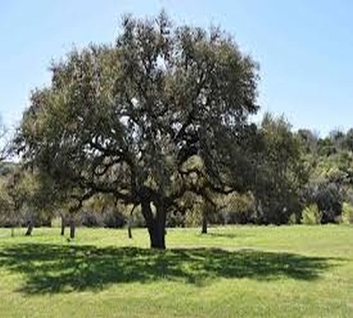 Natural Shade Open Field Oak Tree