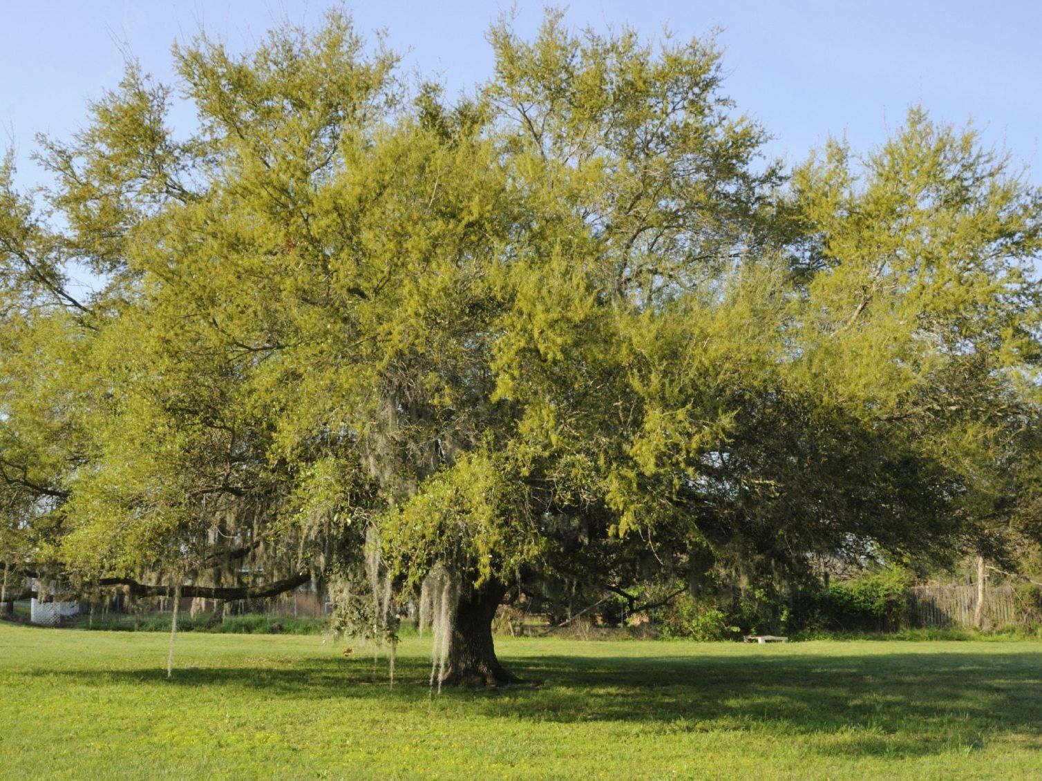 Premium Mature Oak Tree for Landscaping
