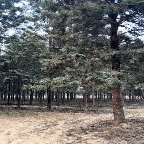 Premium Plantation Silver Oak Tree