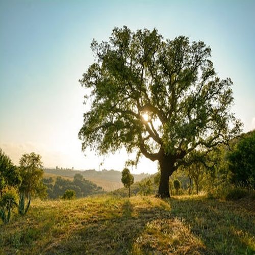 Sunlit Hillside Mature Oak Tree