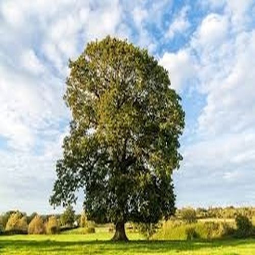 Tall Upright Field Grown Oak Tree