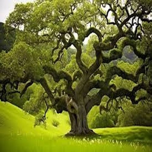 Twisting Branch Meadow Oak Tree