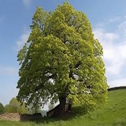 Vibrant Canopy Hillside Oak Tree