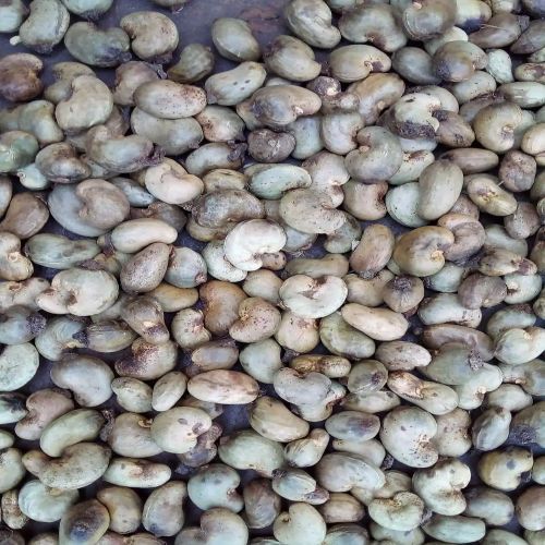 GMO Raw Cashew, Form : Solid, Certification : FSSAI Certified