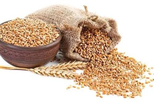 Indian Milling Wheat Grain