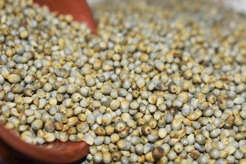 Natural Pearl Millet