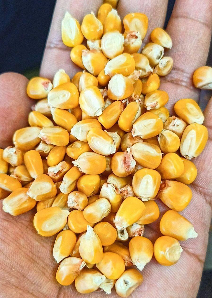 Yellow Natural Dry Maize
