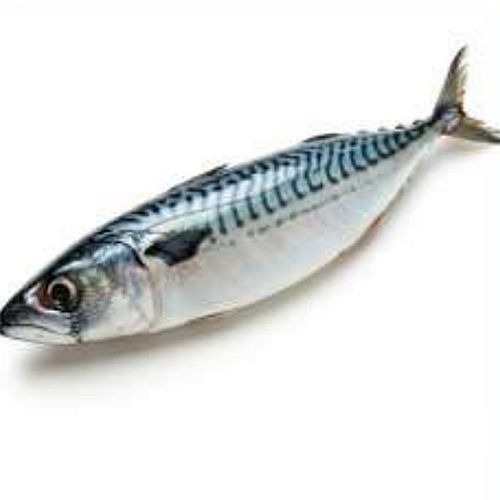 Frozen Mackerel Fish