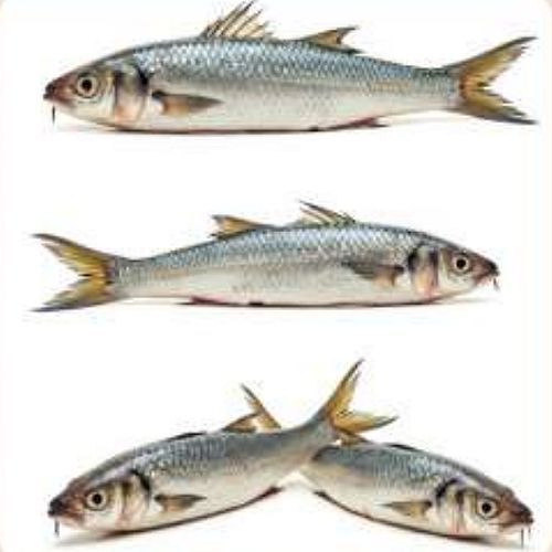 Frozen Mullets Fish