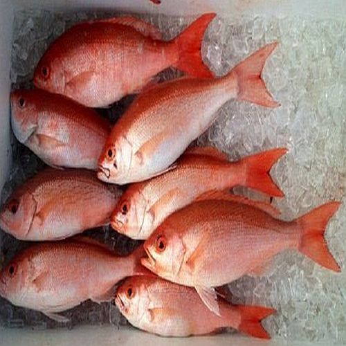Frozen Red Snapper Fish for Cooking