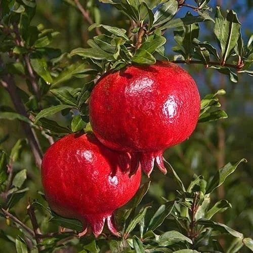 Red Organic Fresh Ganesh Pomegranate for Human Consumption