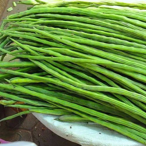 Dark Green Fresh Moringa Drumsticks, Cultivation Type : Organic