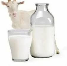 Fresh Goat Milk, Color : White, Packaging Type : Bottle