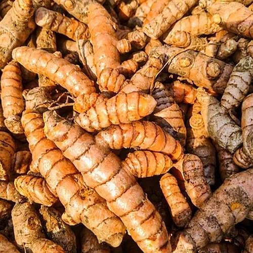 Orange Fresh Turmeric Roots, Packaging Type : Bag