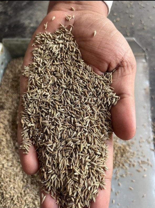 Cumine Seeds