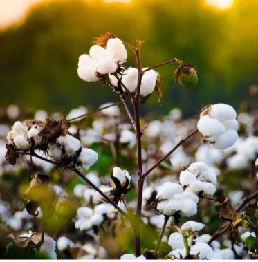 Plain Cotton, Color : White, Purity : 99% Purity for Industrial