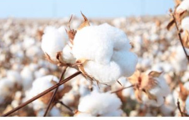 Desi Cotton, Color : White, Purity : 99% Purity for Industrial