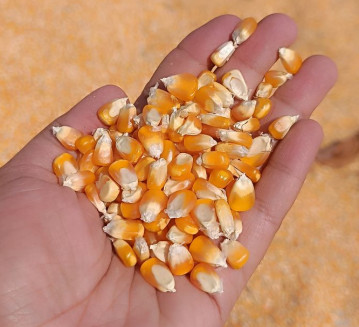 Yellow Maize, Packaging Type : Bulk, Bags