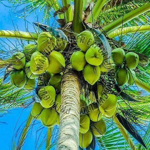 Fresh Tender Coconut