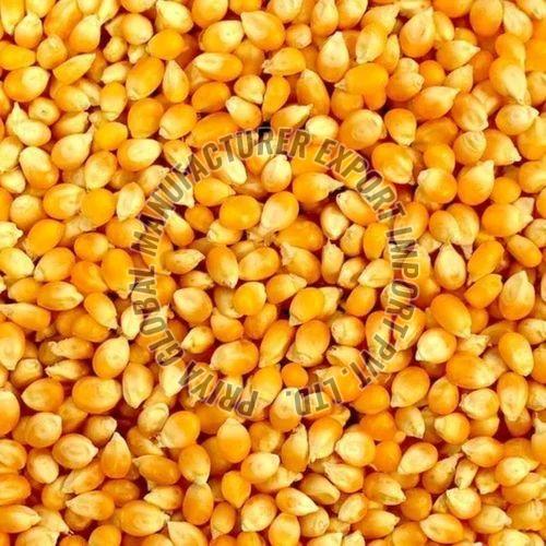 Yellow Maize Seeds
