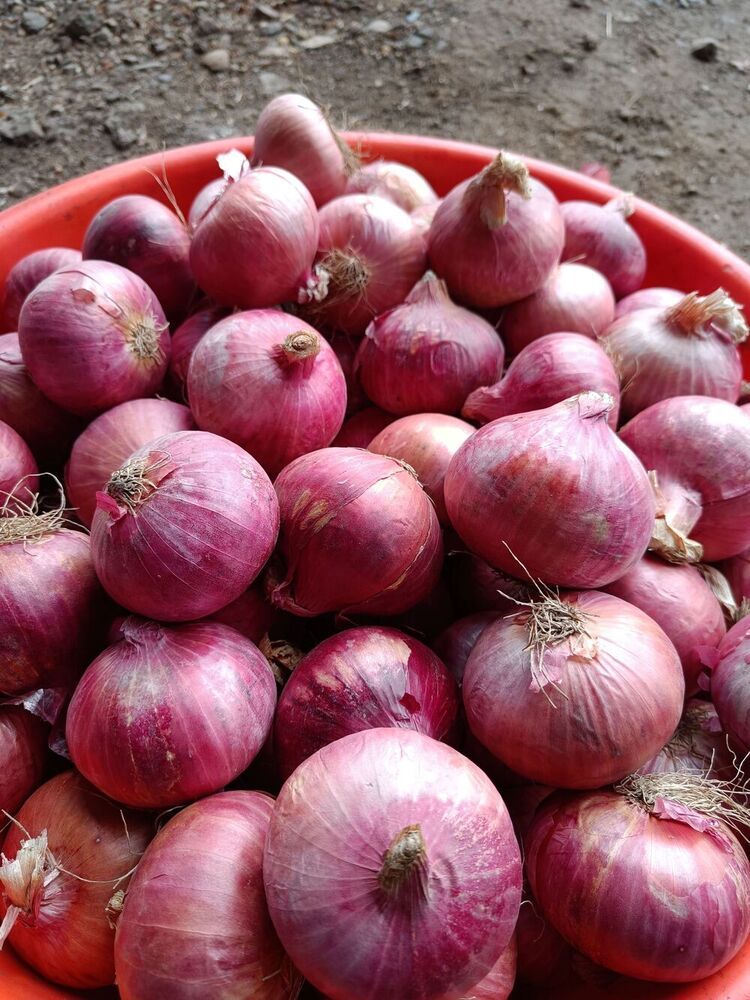 Fresh Red Onion